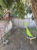 IMG_1323.jpg